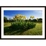 A Family Of Tulips Poster