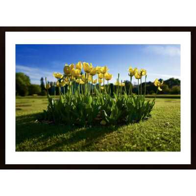 A Family Of Tulips Poster