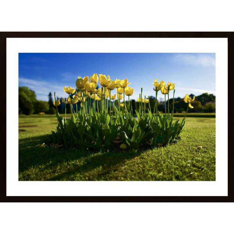 A Family Of Tulips Poster A Family Of Tulips Poster