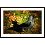 A Jackdaw Poster