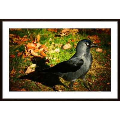 A Jackdaw Poster