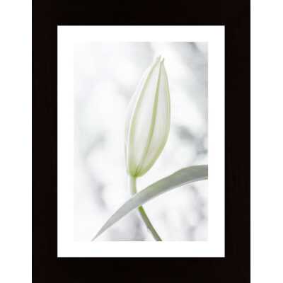 A Large Flower Bud Poster