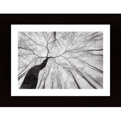 A View Of The Tree Crown Poster