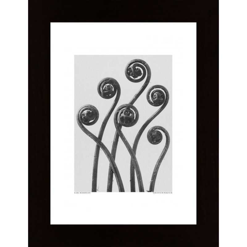 Adiantum Pedatum Poster