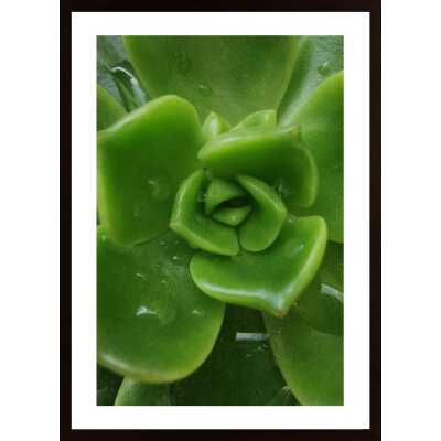 Aeonium Poster