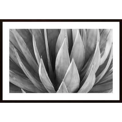 Agave Leaf 2 Poster