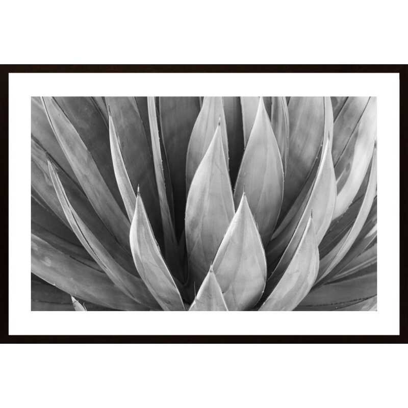 Agave Leaf 2 Poster