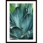 Agave Poster