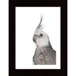 Alert Parrot Poster