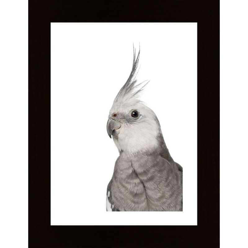 Alert Parrot Poster