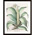 Aloe Americana Poster