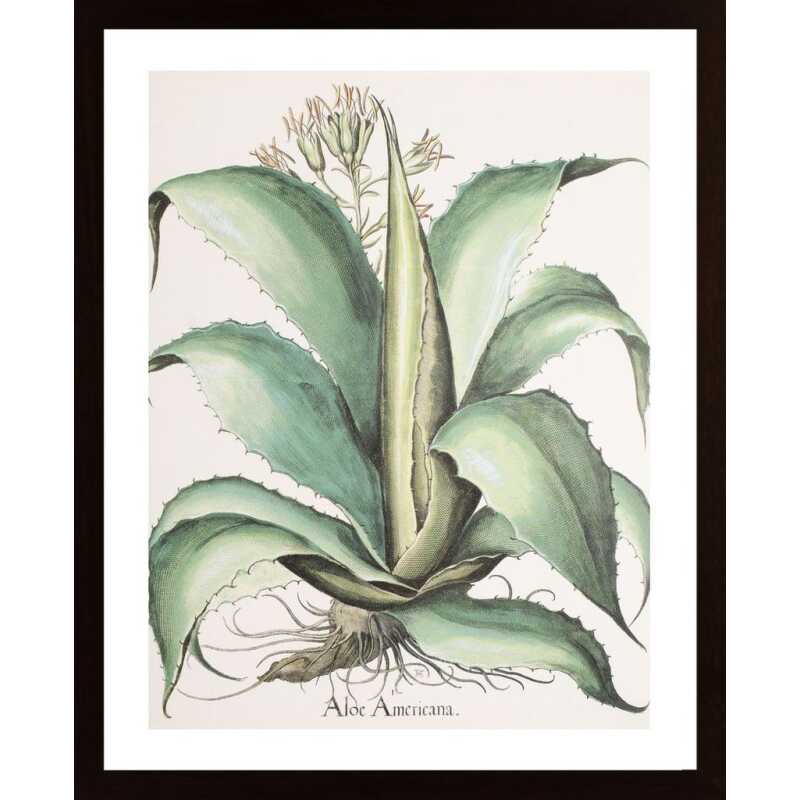 Aloe Americana Poster