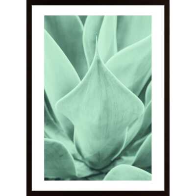 Aloe Vera Poster