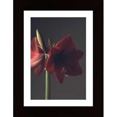 Amaryllis Poster