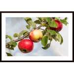 Apple Poster