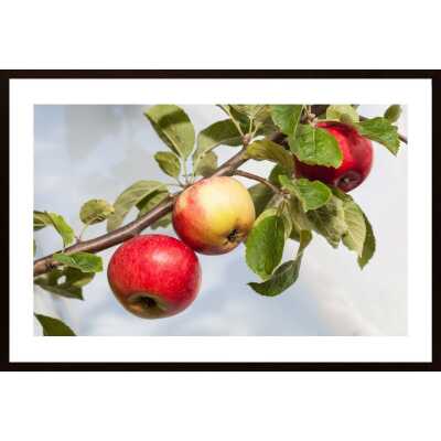 Apple Poster