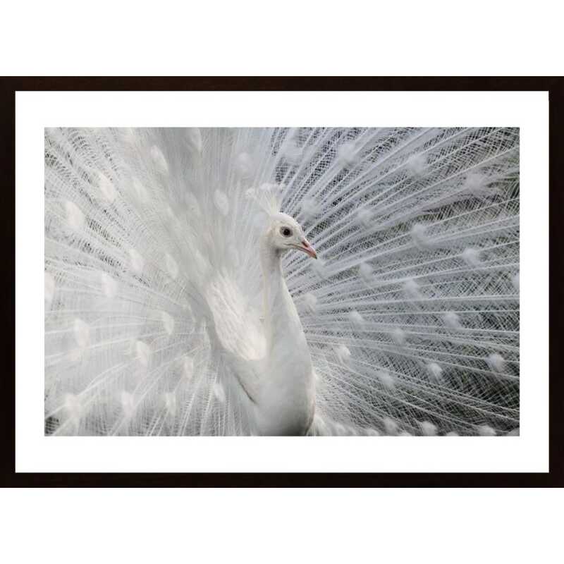 As White As Snow Poster