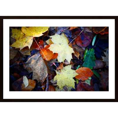 Autum Leaves Poster