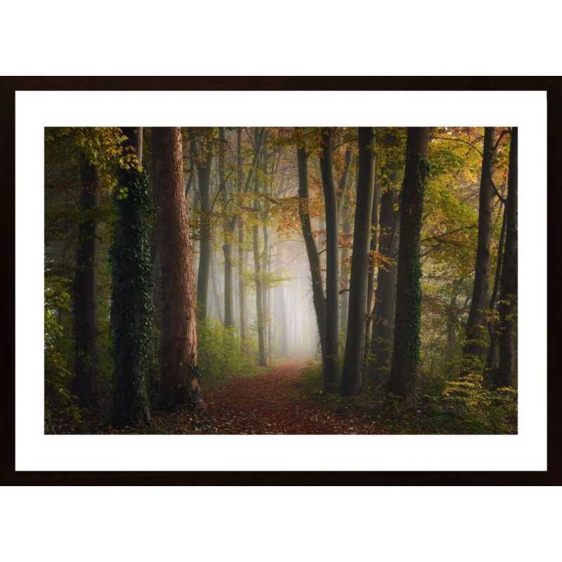 Autumn Colorful Forest Poster Autumn Colorful Forest Poster
