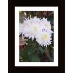 Autumn Flowers Poster