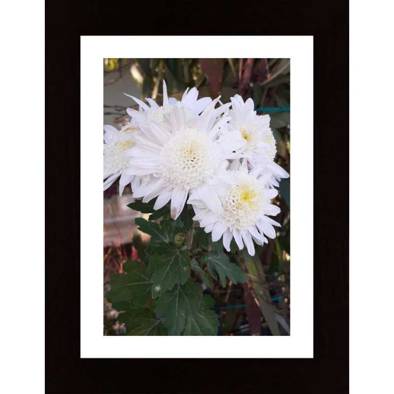 Autumn Flowers Poster