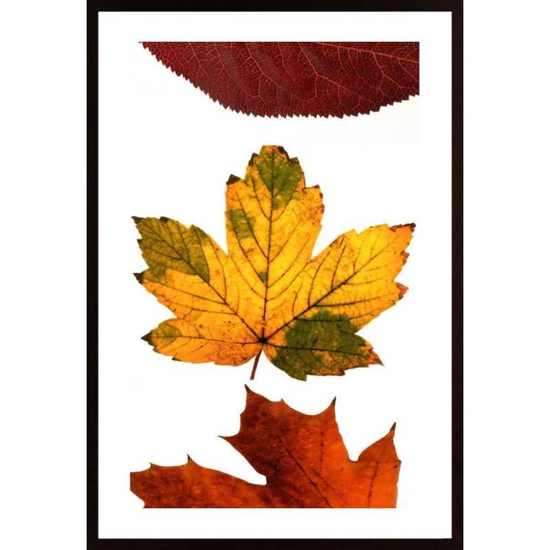 Autumn Leaves Poster Autumn Leaves Poster