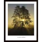 Autumn Sunbeams Poster