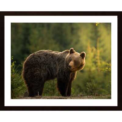 Backlit Bear Poster