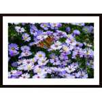 Barwny Motyl Poster