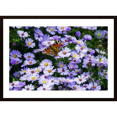 Barwny Motyl Poster