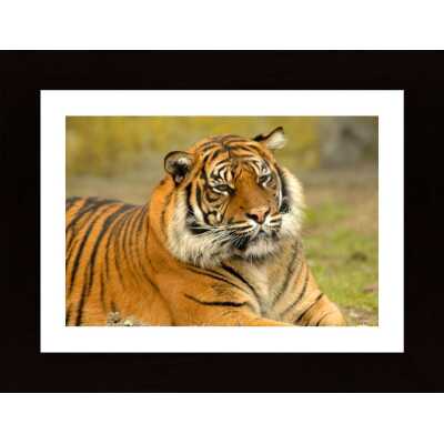 Bengal Tigers Poster