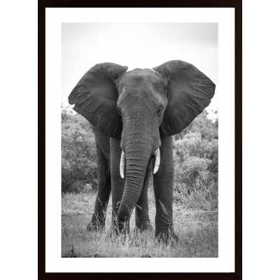 Big Elephant Poster
