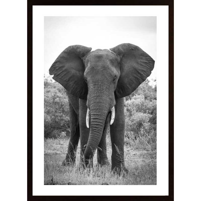 Big Elephant Poster