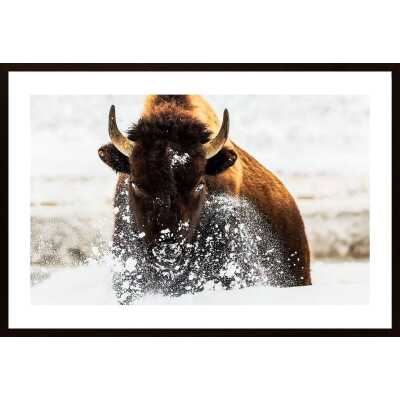 Bison In Action Poster