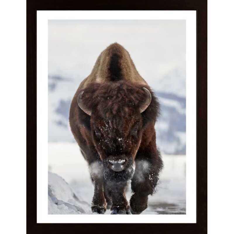 Bison Incoming Poster