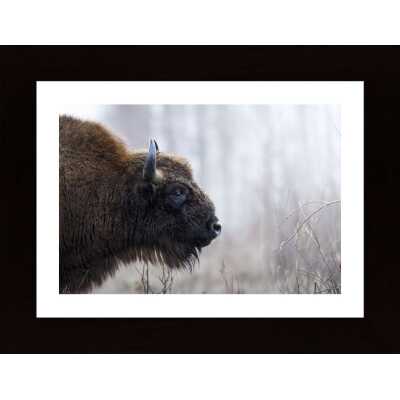Bisons Profile Poster