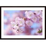 Blooming And Blue Sky Poster