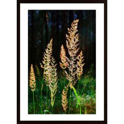 Blooming Grass Poster