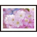 Blooming Poster