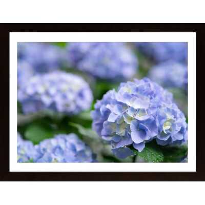 Blue Hydrangea Poster