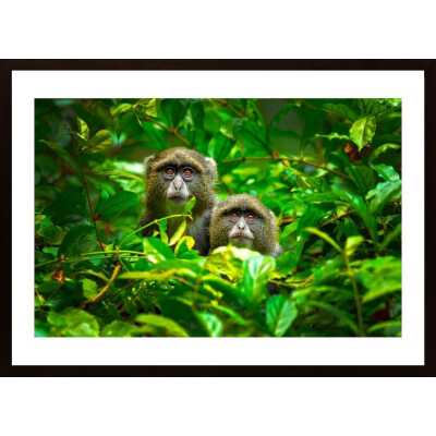 Blue Monkey Poster