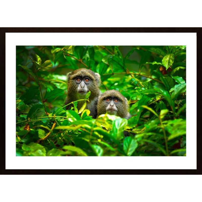 Blue Monkey Poster