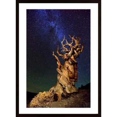 Bristlecone Pine Poster