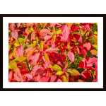 Bush With Red Leaves Poster