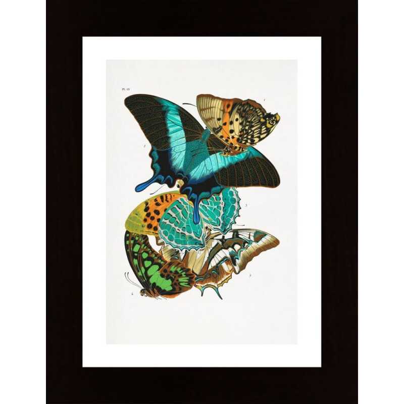Butterflies 5 Poster