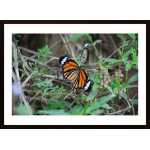 Butterflies Poster