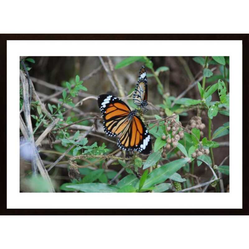 Butterflies Poster Butterflies Poster