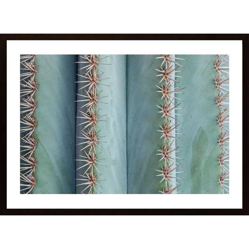 Cactus In Close-Up Poster