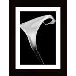 Calla Poster