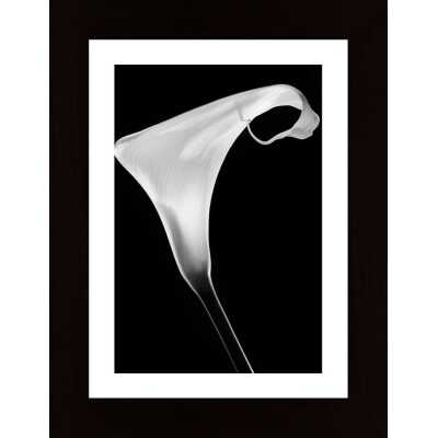Calla Poster